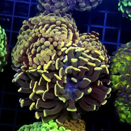 CC436 - Euphyllia paraancora