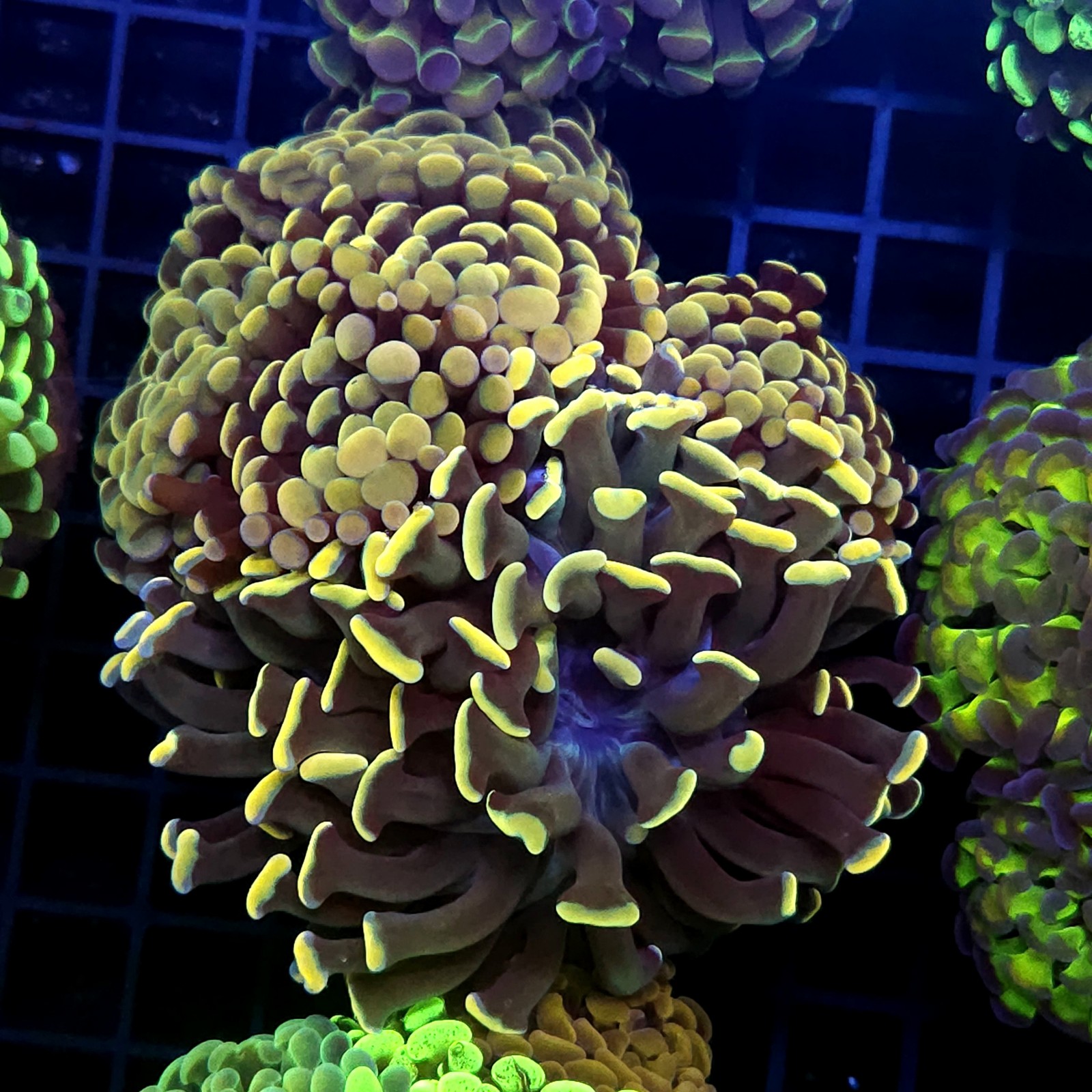 CC436 - Euphyllia paraancora