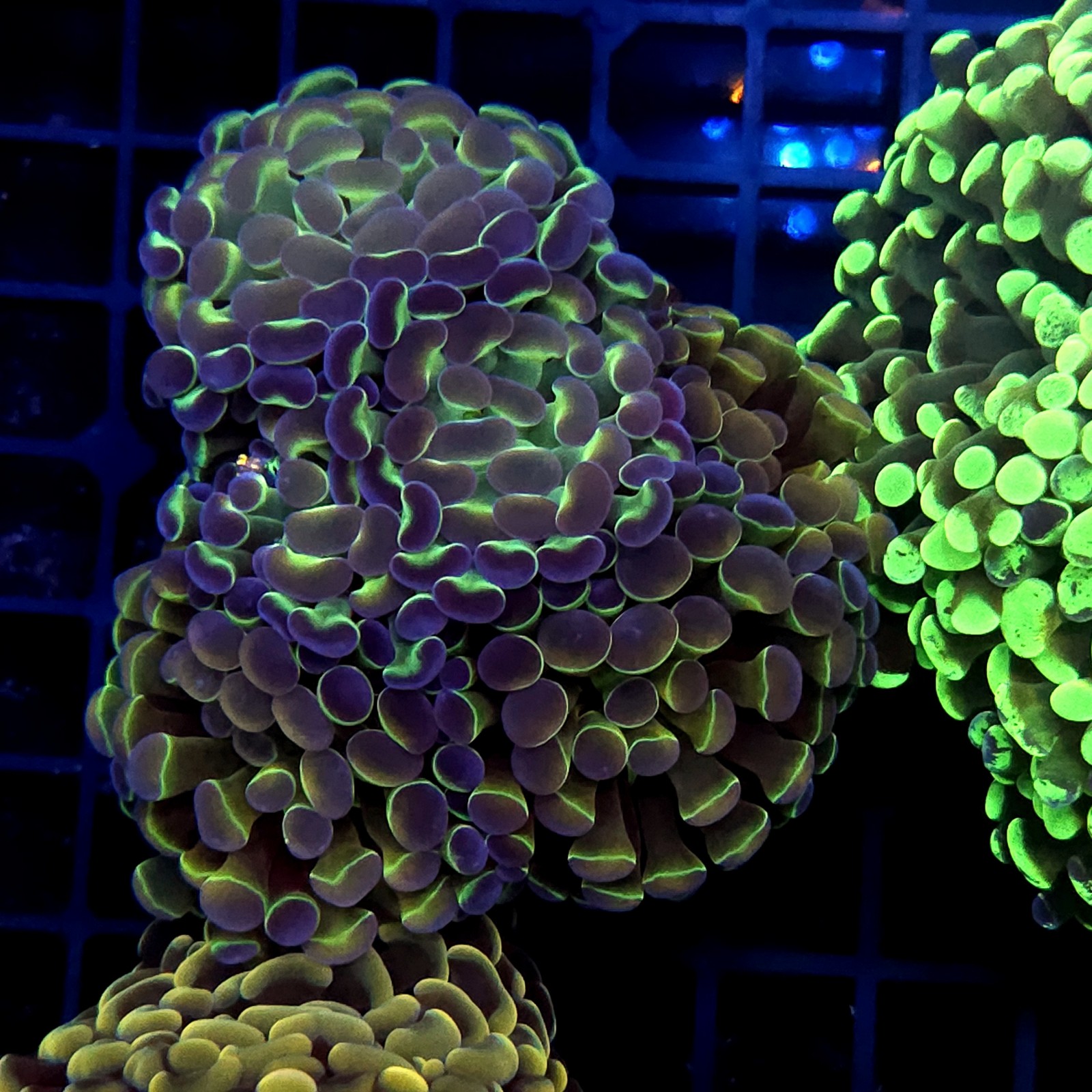 CC437 - Euphyllia paraancora