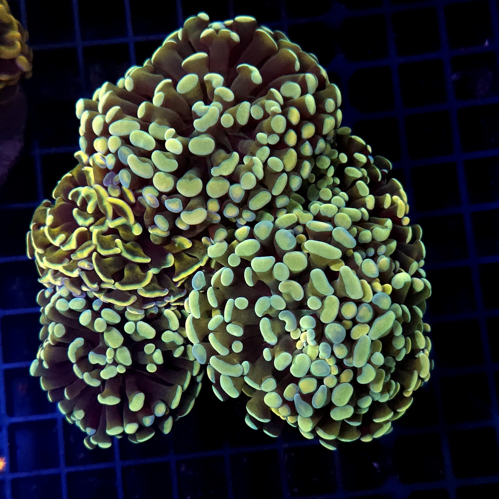 CC444 - Euphyllia paraancora
