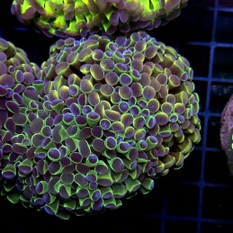 CC445 - Euphyllia paraancora