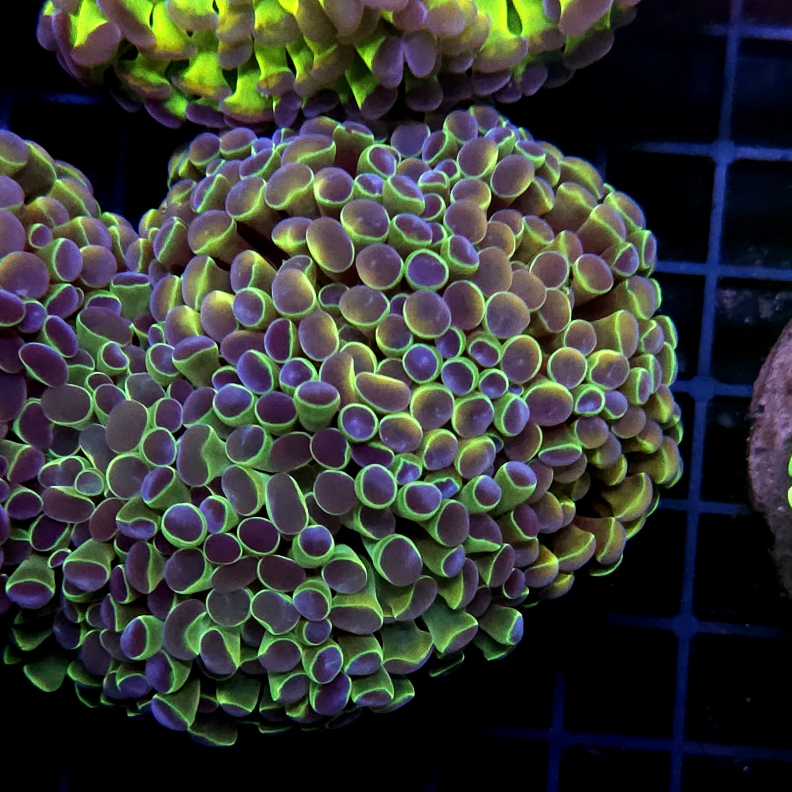 CC445 - Euphyllia paraancora