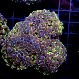 CC446 - Euphyllia paraancora