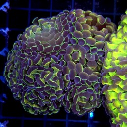 CC448 - Euphyllia paraancora