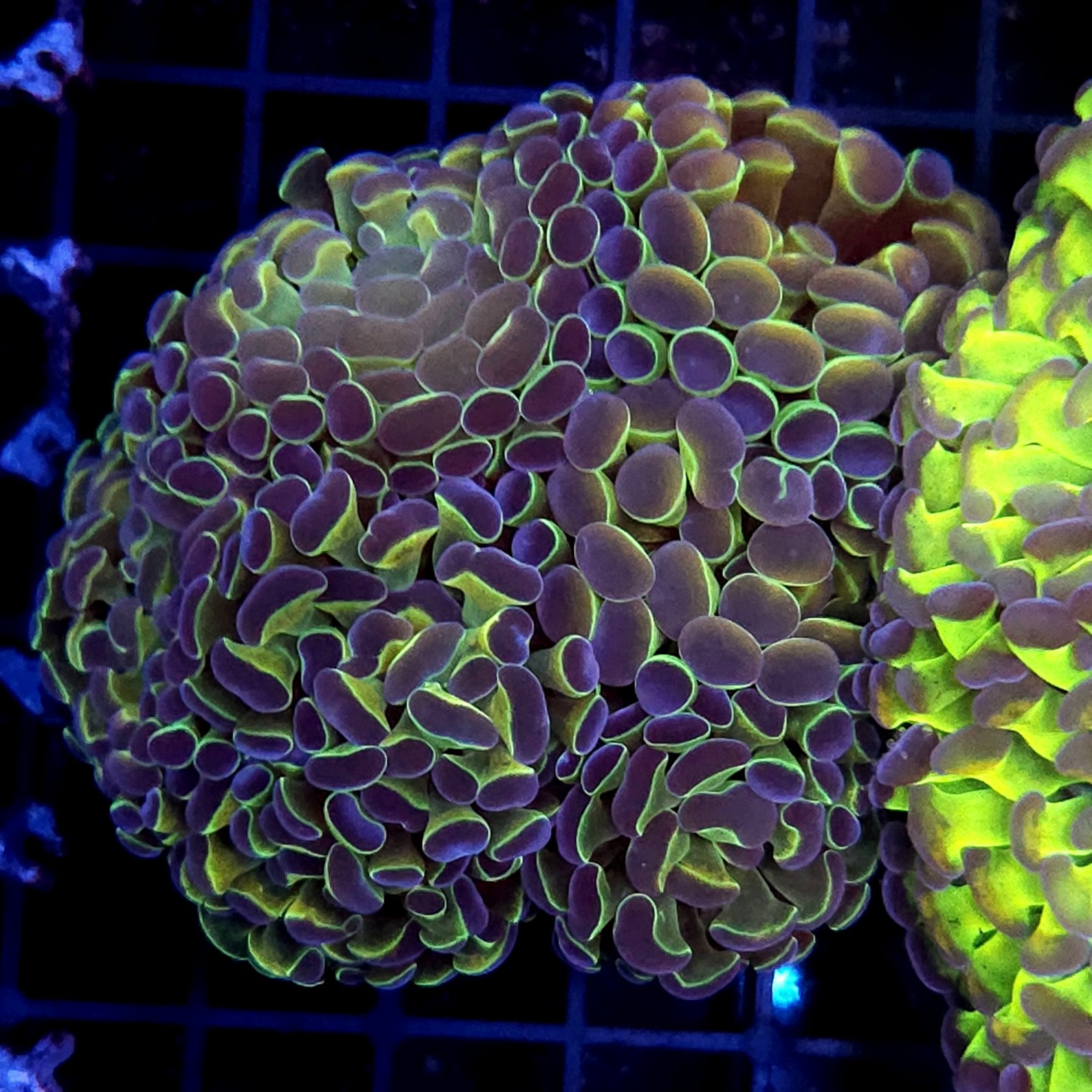 CC448 - Euphyllia paraancora