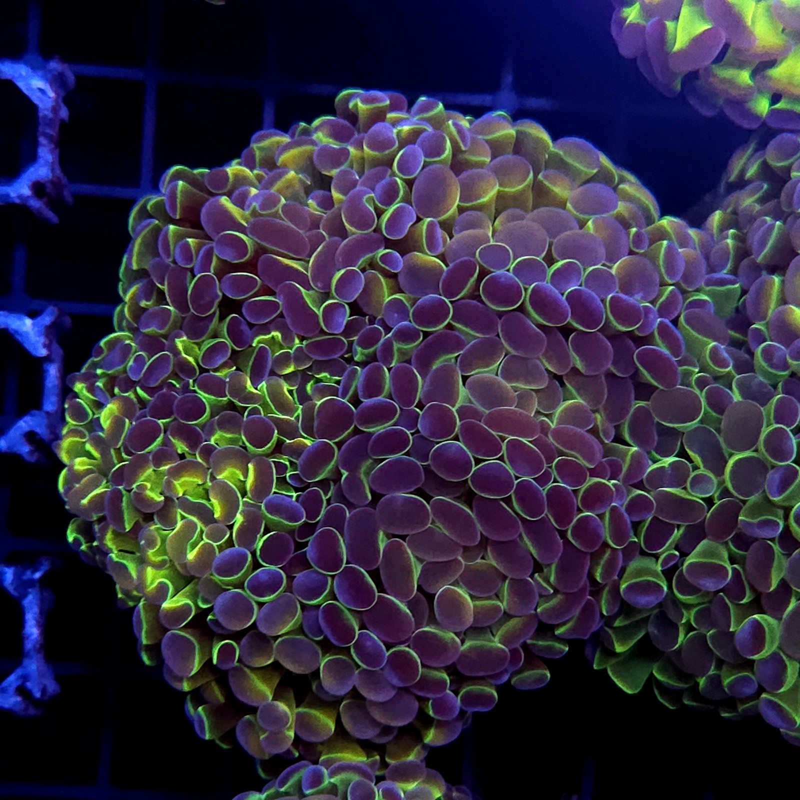 CC449 - Euphyllia paraancora