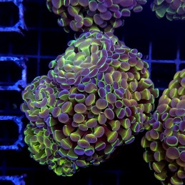 CC450 - Euphyllia paraancora