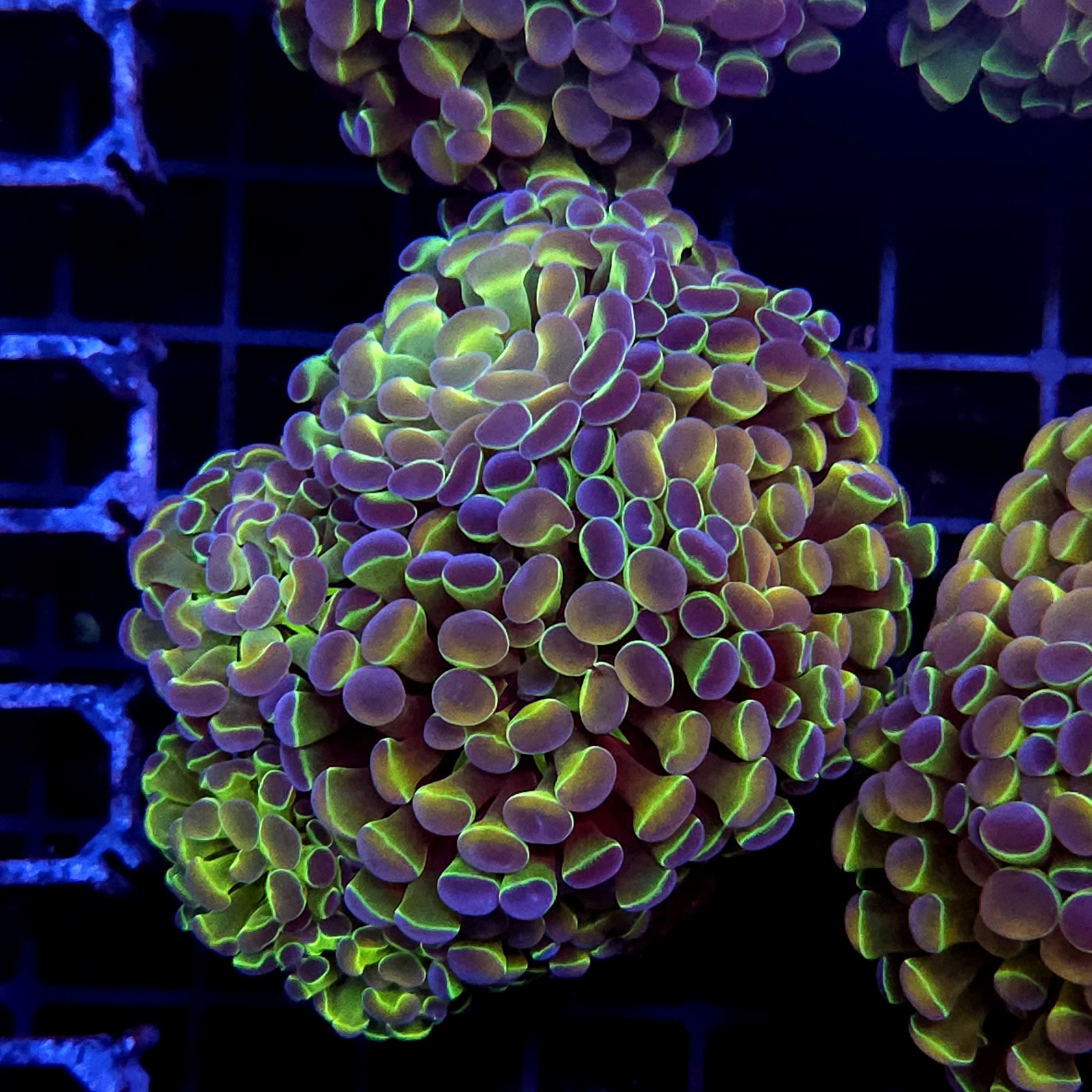 CC450 - Euphyllia paraancora