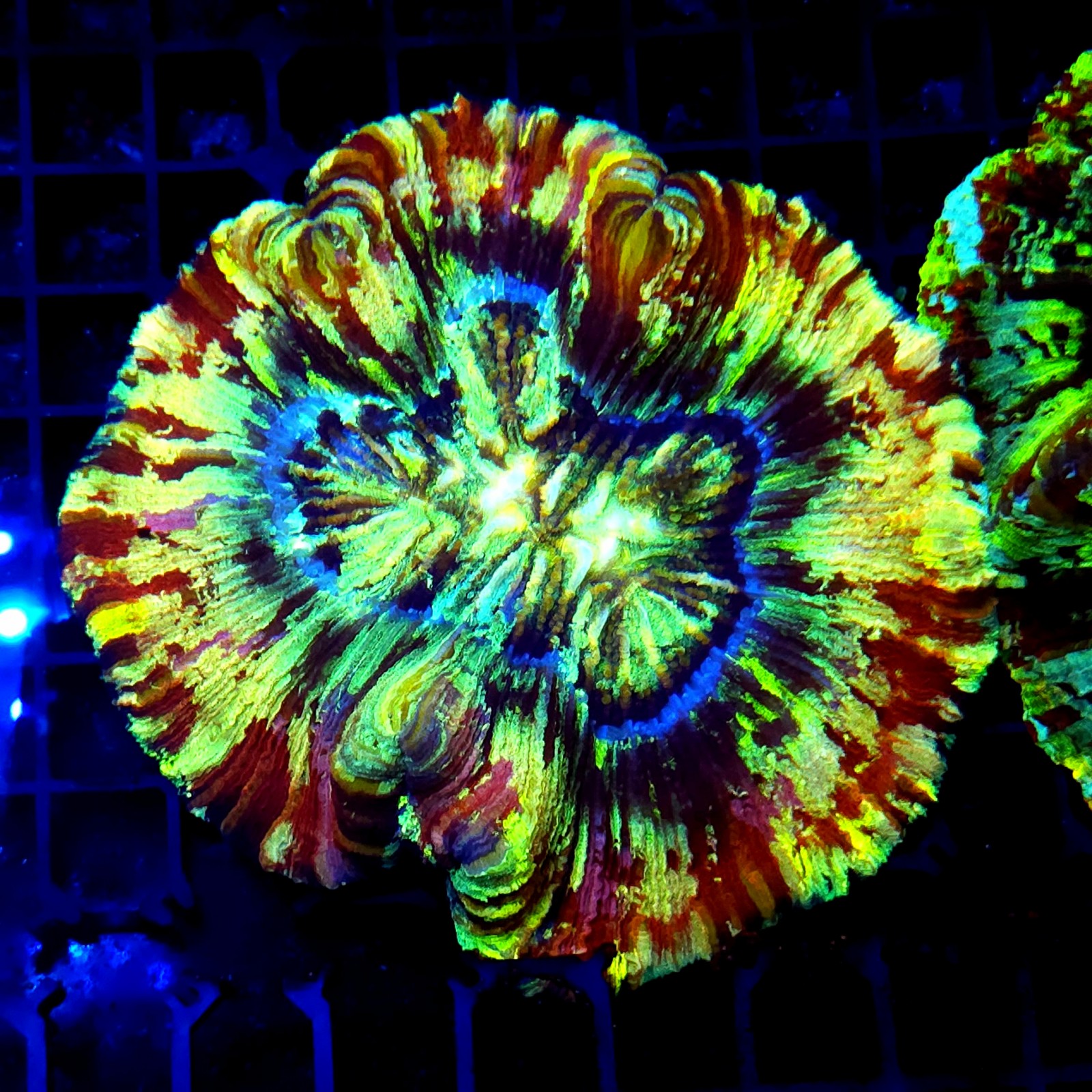 CC142 - Trachyphyllia