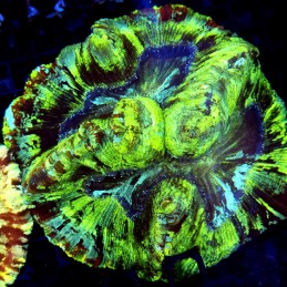 CC143 - Trachyphyllia
