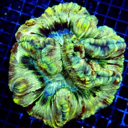 CC144 - Trachyphyllia
