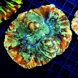 CC145 - Trachyphyllia