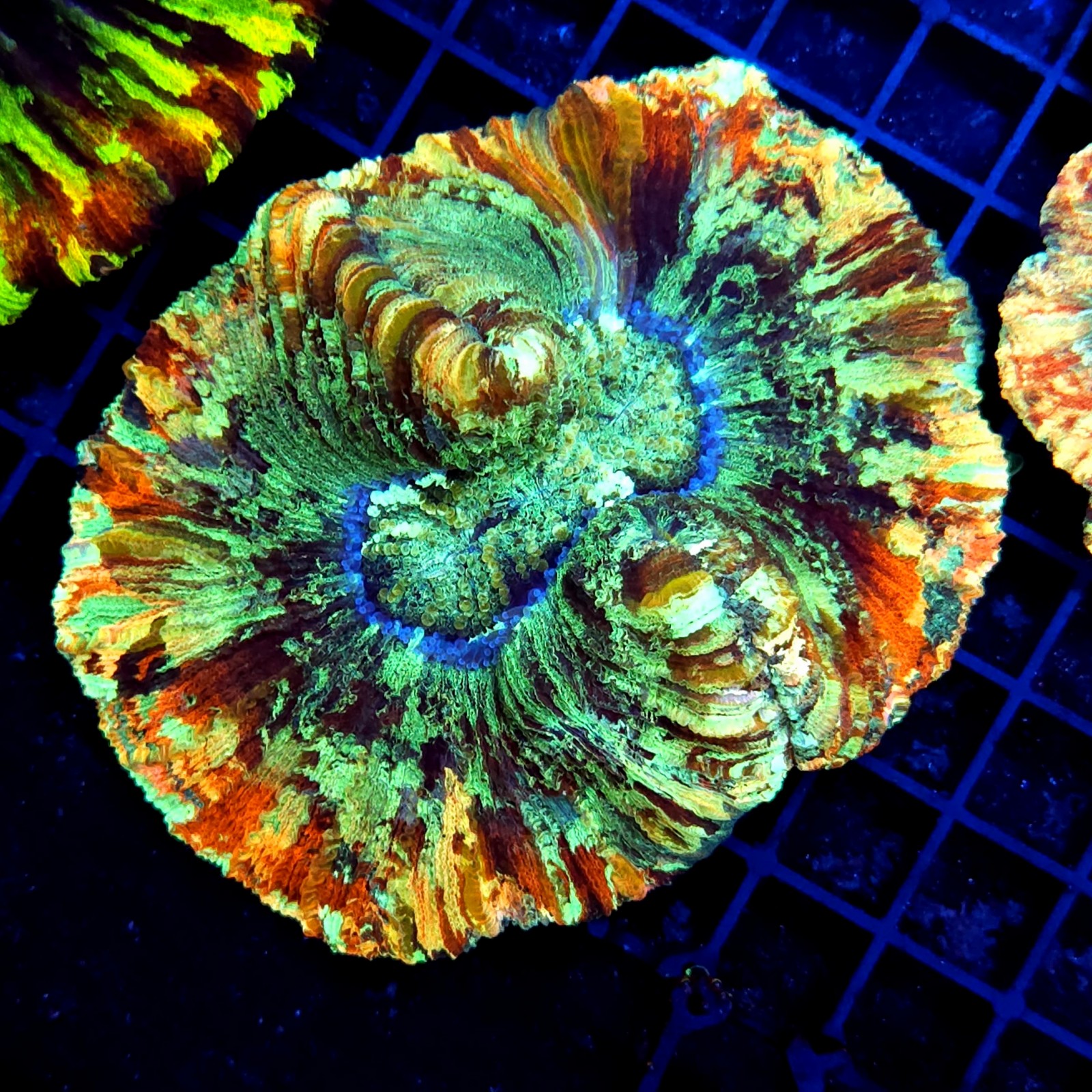 CC145 - Trachyphyllia