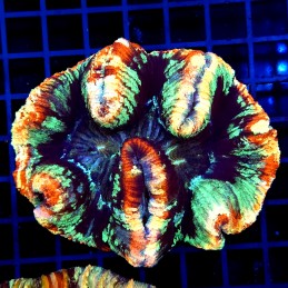 CC146 - Trachyphyllia