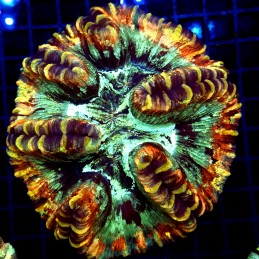 CC147 - Trachyphyllia