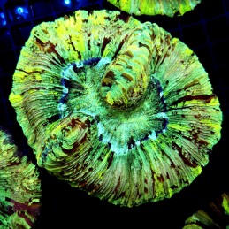 CC148 - Trachyphyllia