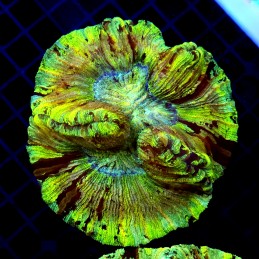 CC149 - Trachyphyllia