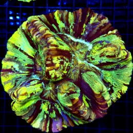 CC150 - Trachyphyllia