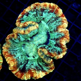 CC151 - Trachyphyllia