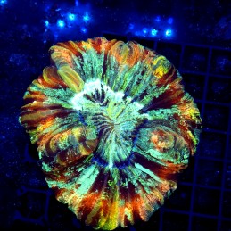 CC152 - Trachyphyllia