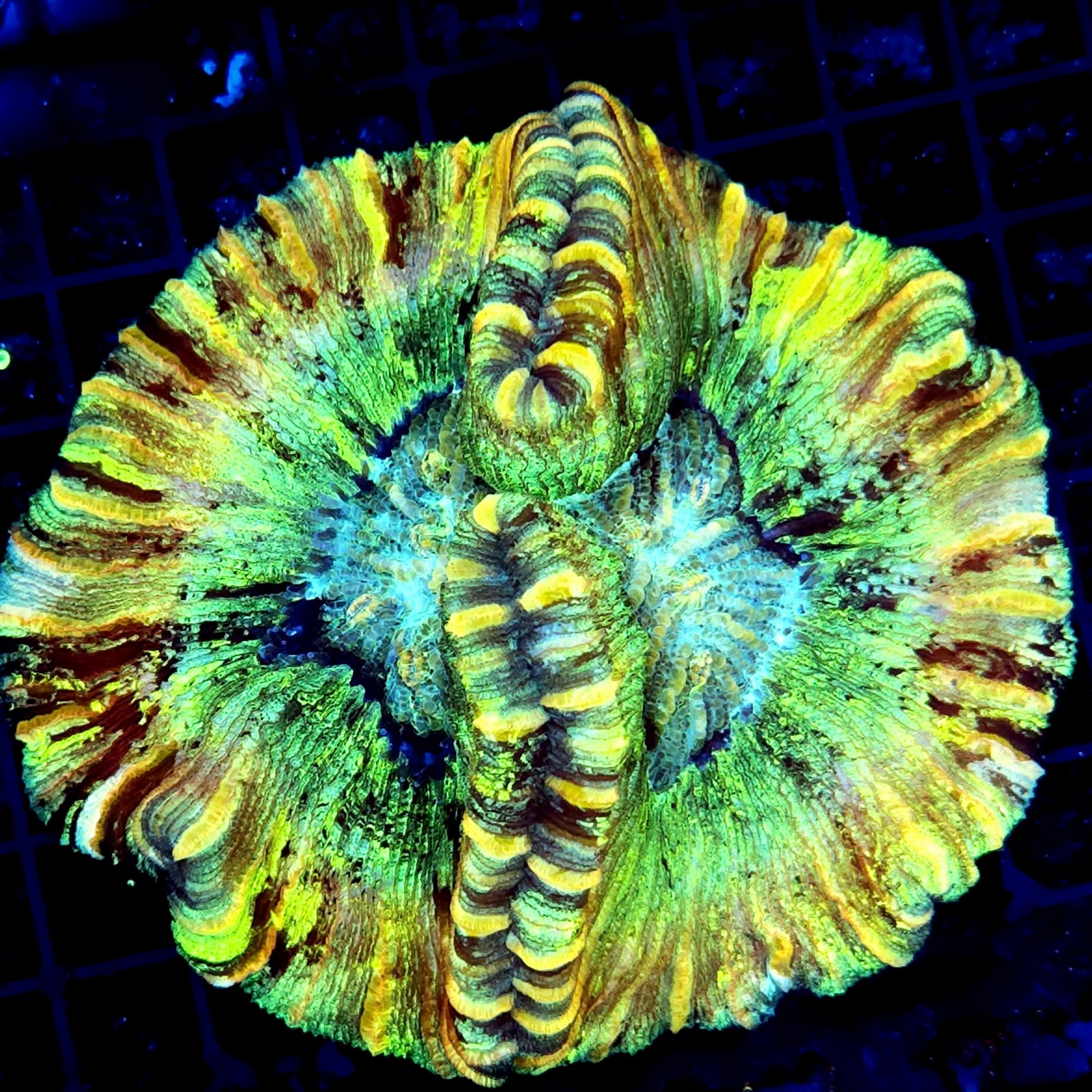 CC153 - Trachyphyllia