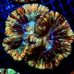CC155 - Trachyphyllia