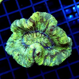 CC156 - Trachyphyllia