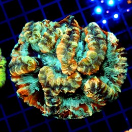 CC157 - Trachyphyllia