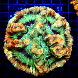CC159 - Trachyphyllia