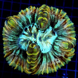 CC160 - Trachyphyllia