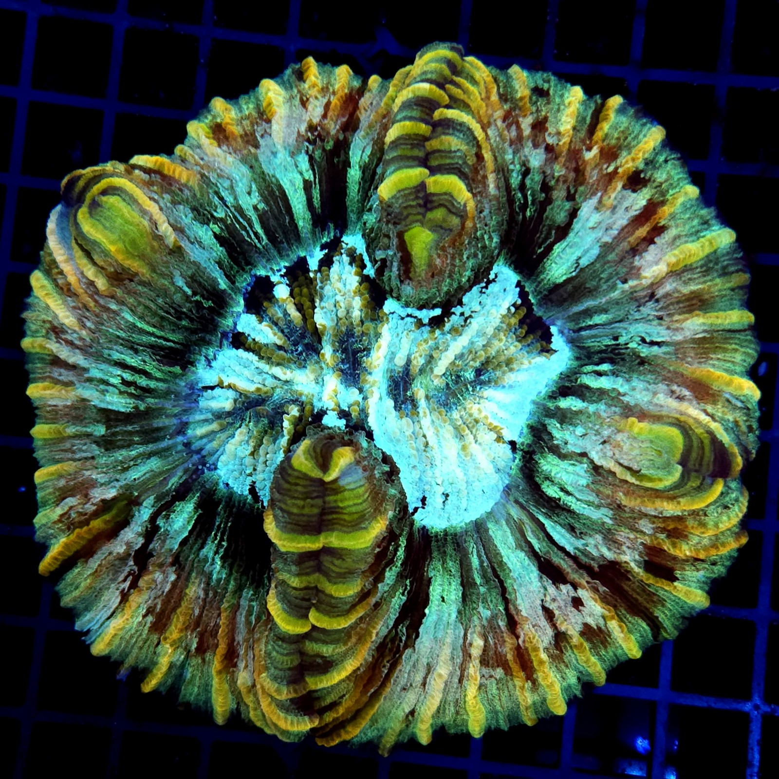 CC160 - Trachyphyllia