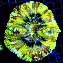 CC165 - Trachyphyllia