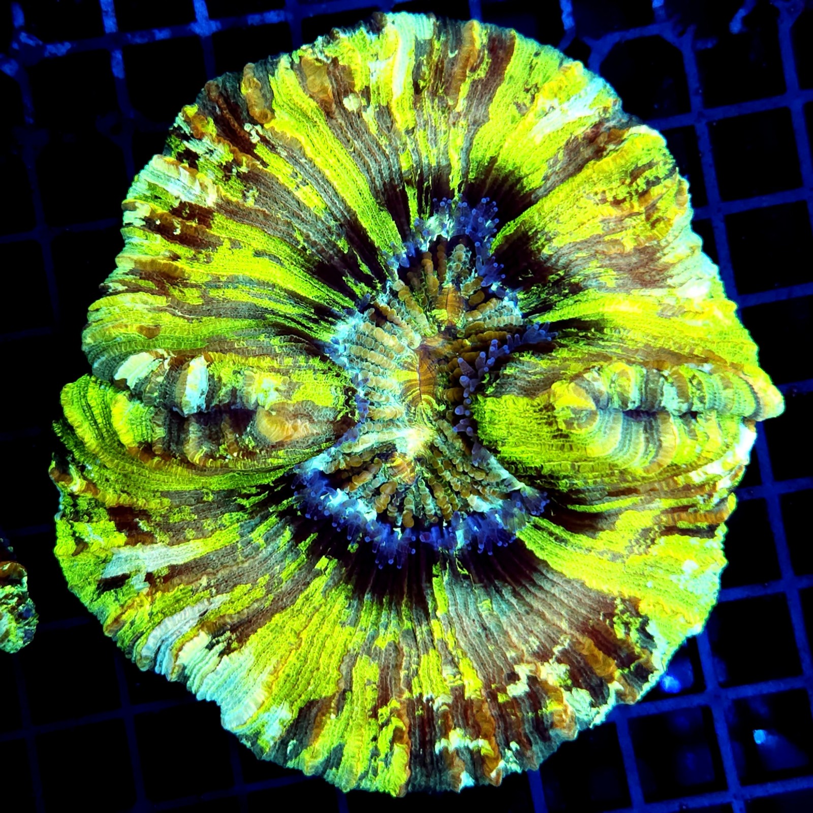 CC165 - Trachyphyllia