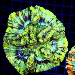 CC166 - Trachyphyllia
