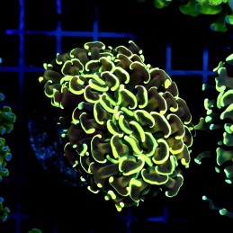 CC041 - Euphyllia ancora