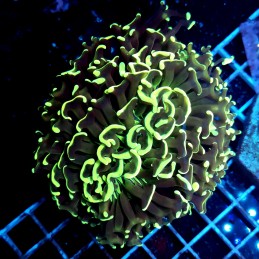CC042 - Euphyllia ancora