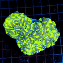 CC057 - Euphyllia paraancora