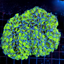 CC058 - Euphyllia paraancora