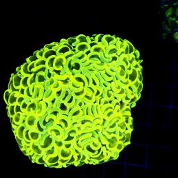 CC059 - Euphyllia ancora