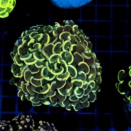 CC060 - Euphyllia ancora