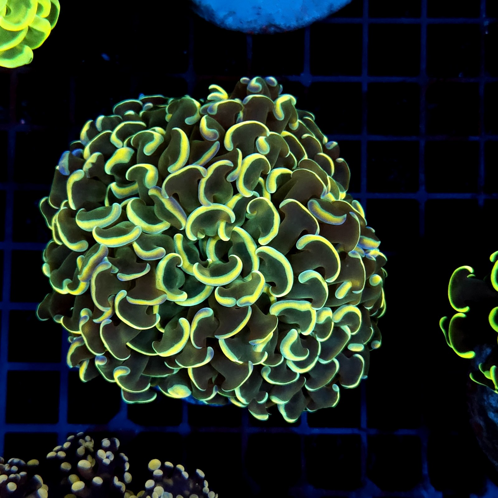 CC060 - Euphyllia ancora