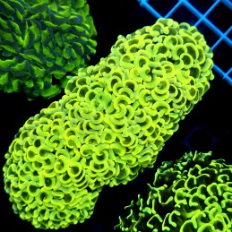 CC061 - Euphyllia ancora