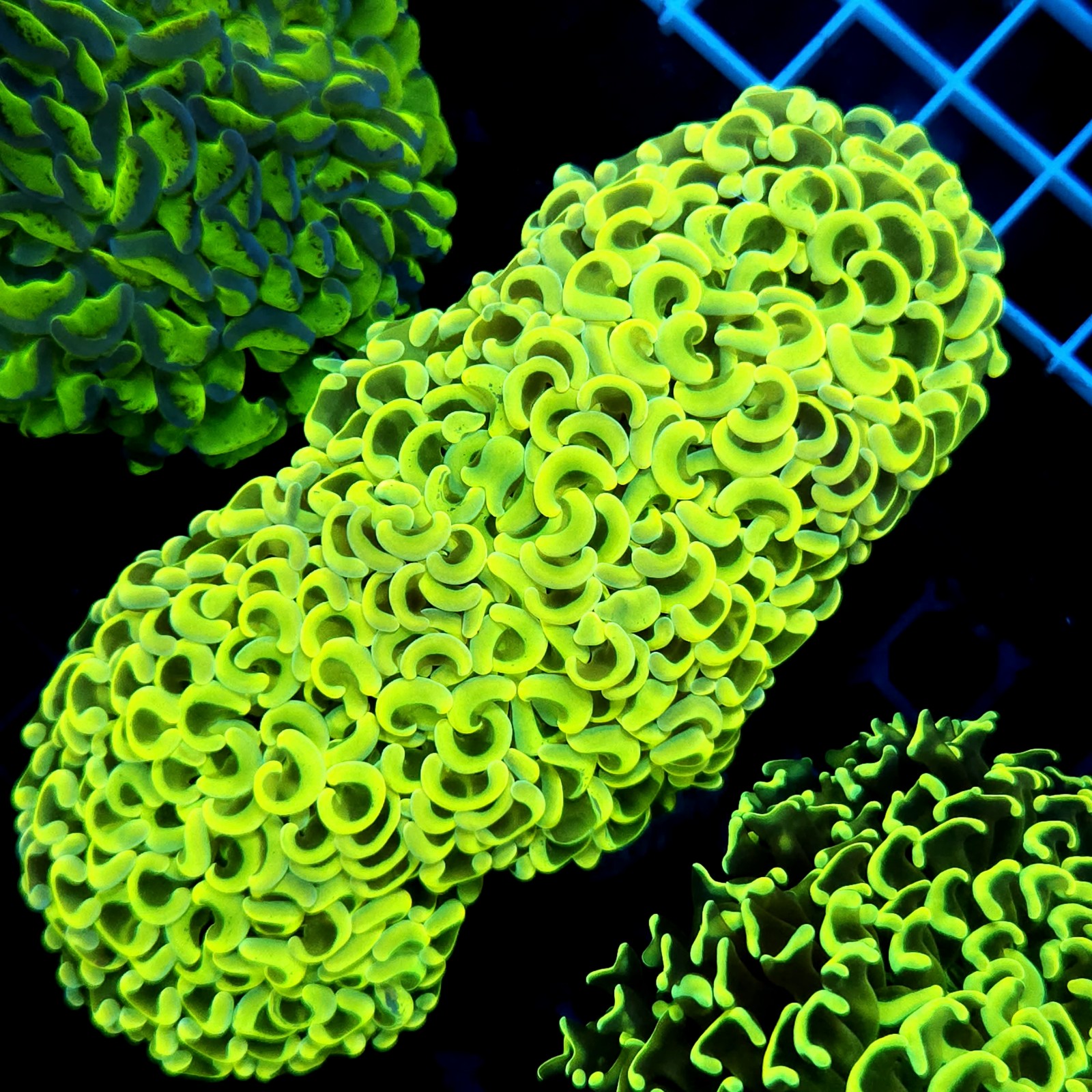 CC061 - Euphyllia ancora