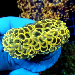 CC062 - Euphyllia ancora