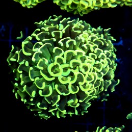 CC064 - Euphyllia ancora