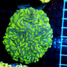 CC065 - Euphyllia ancora