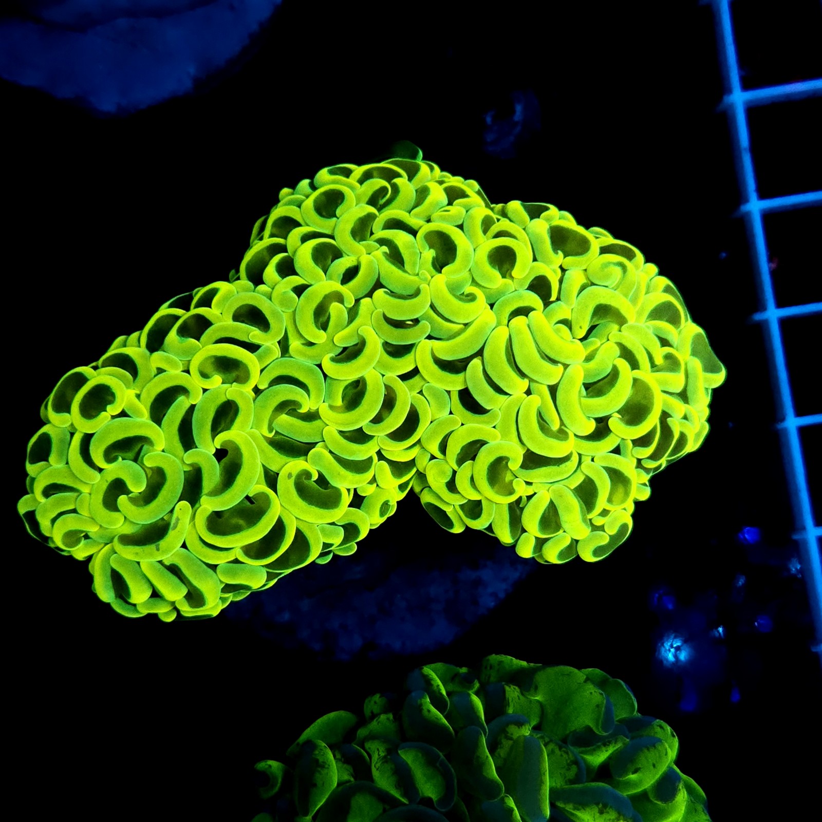 CC066 - Euphyllia ancora