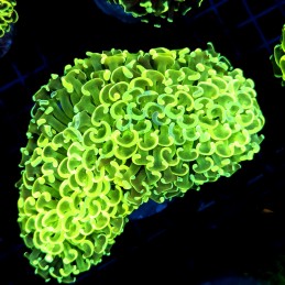 CC067 - Euphyllia ancora