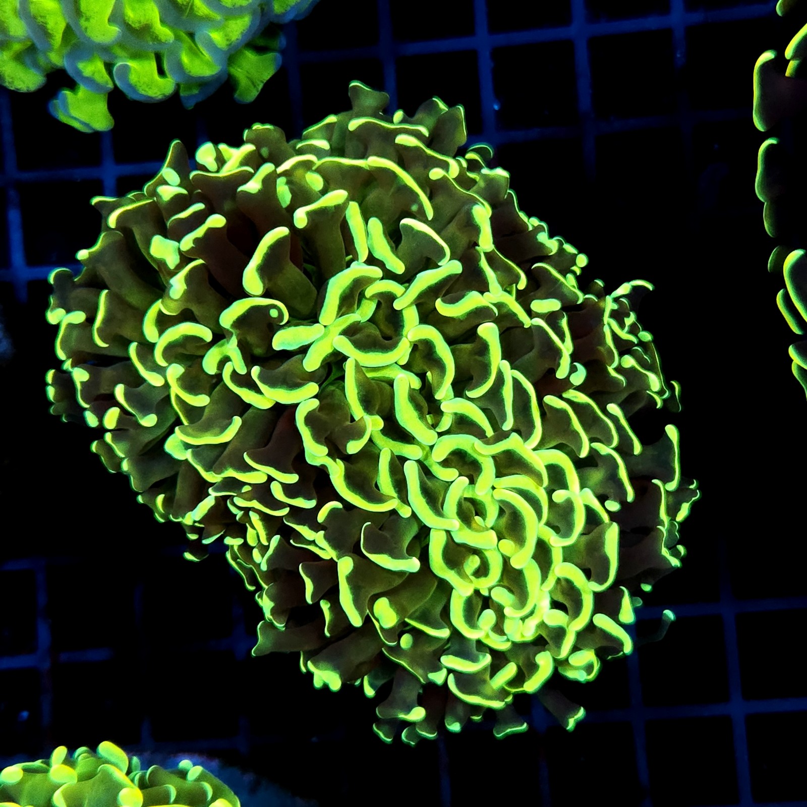 CC068 - Euphyllia ancora