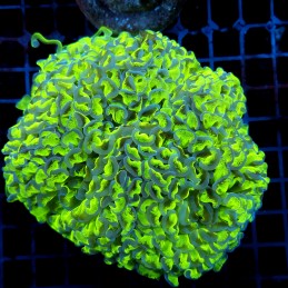 CC069 - Euphyllia paraancora